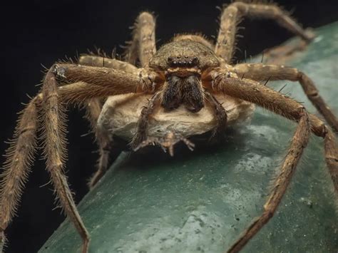  Huntsman Spider: A Masterful Ambush Predator with Eight Legs and a Love for Solitude