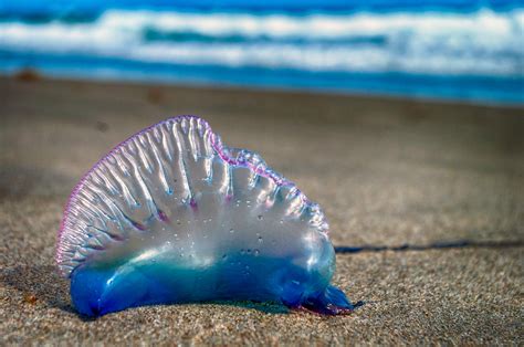 Portugese Man O' War: A Creature That Looks Like a Jellyfish But Isn't!