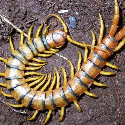 Scolopendra! A creature that embodies both ancient elegance and remarkable resilience