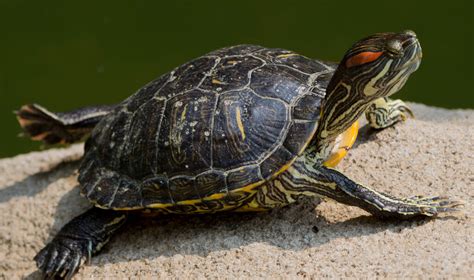  Terrapin: Mitä me voimme oppia näistä mielenkiintoisista matelijoista, jotka elävät sekä maassa että vedessä?